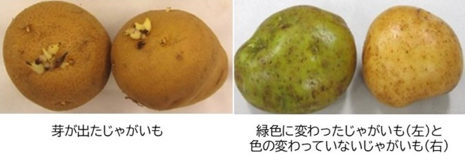 捨てないで！芽が出たじゃがいもはひと工夫でまだまだ食べられますサンキュ