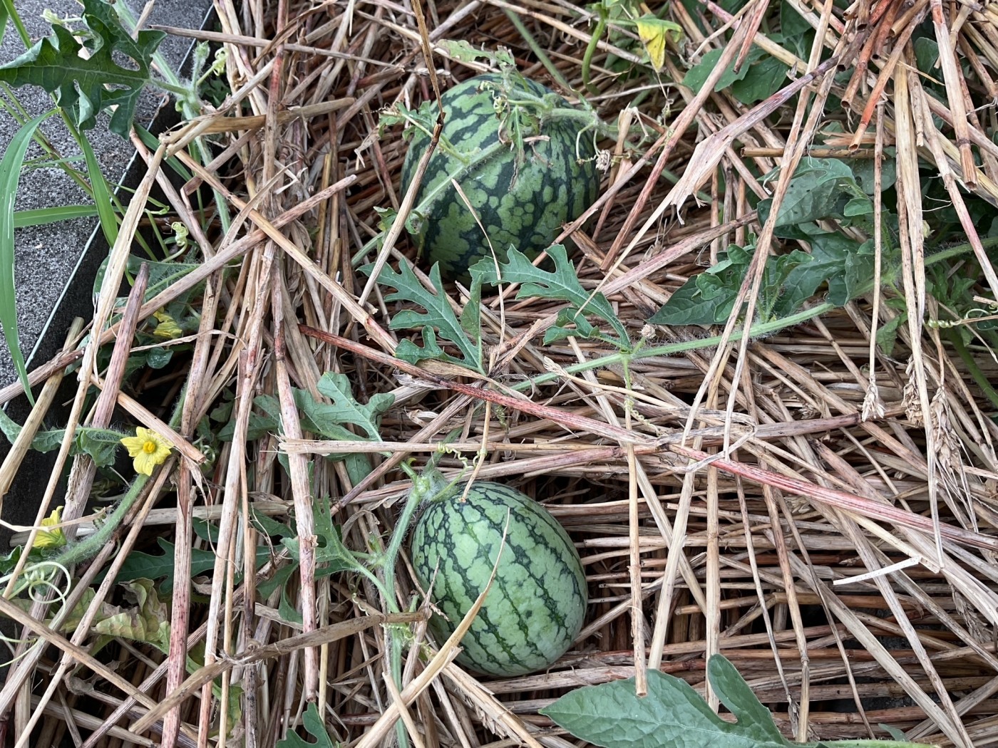 スイカ畑広がる新潟市美しい農村景観フォトギャラリ