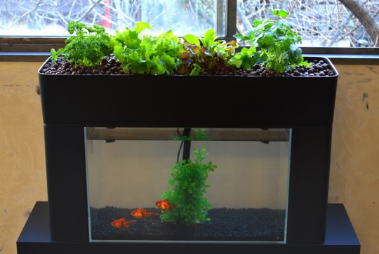 水質管理にお勧め！ 水槽で出来る野菜や植物の水耕栽培アクアリウム情報メディア トロピカ