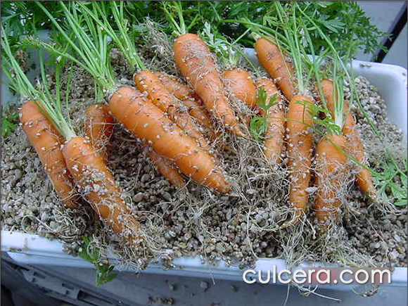 ベランダ菜園 自作プランターで簡単栽培! おすすめ早採れ野菜やハーブを紹介! - ハピキャンキャンプ・アウトドア情報メディア