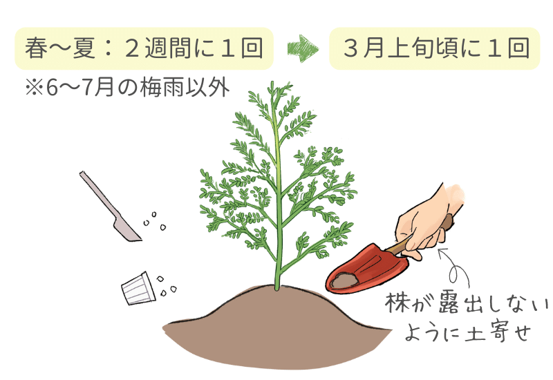 アスパラガスの育て方と栽培のコツやまむファーム