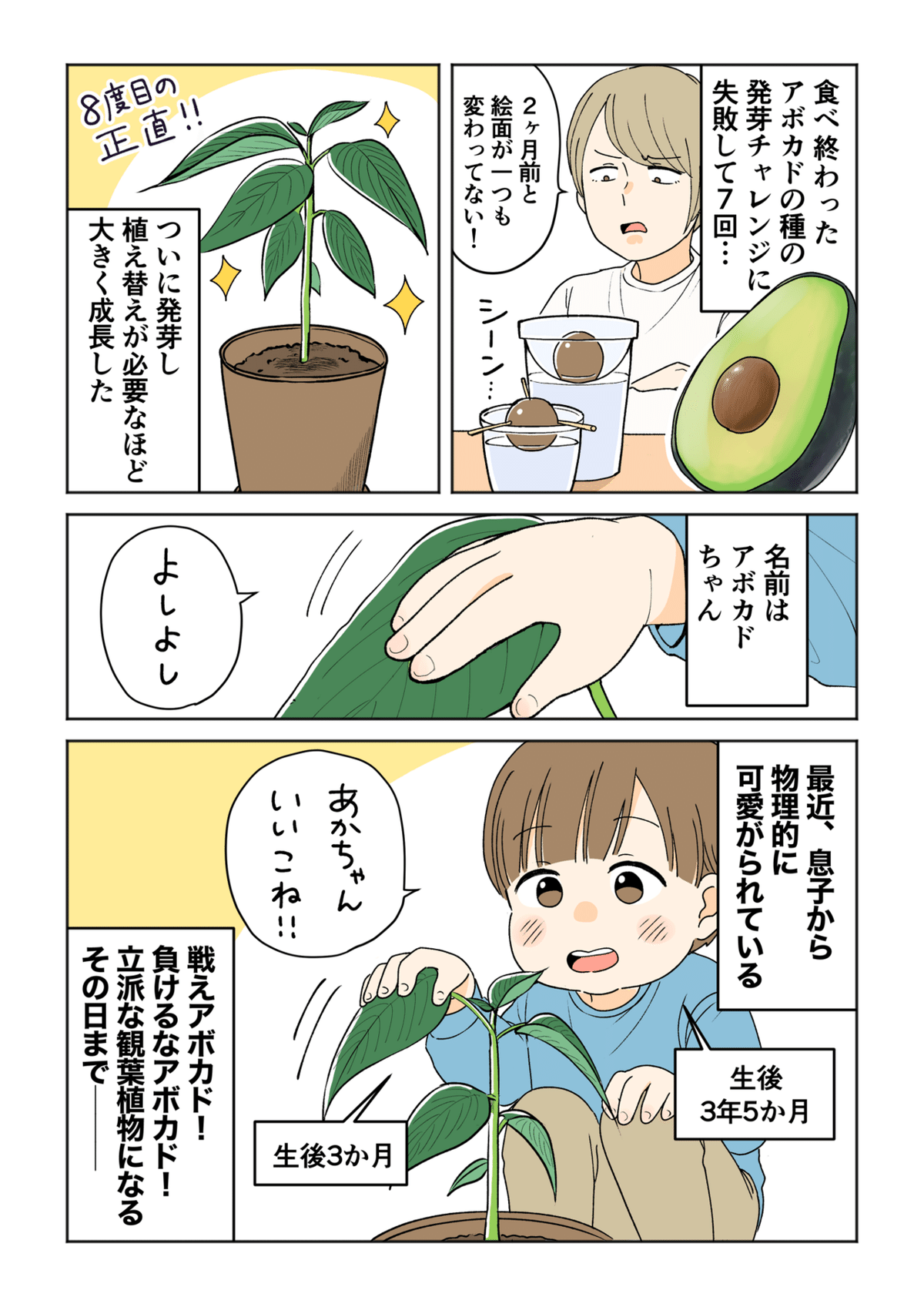 アボカド 育て方のポイント~種から実まで~ - 暮らしの手づくり