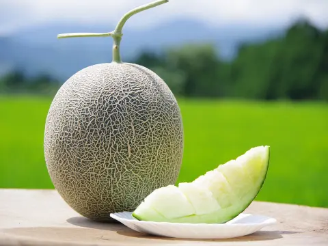 高級メロンの魅力を徹底解説！日本の代表メロンブランドを厳選して紹介！メロメロ by メロンショップマエシマ