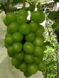 ハニービーナス 売れ筋品種 農業生産法人 株式会社植原葡萄研究所