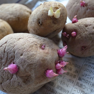 じゃがいもの芽が出にくい保存方法。 by RINAmatinクックパッド簡単おいしいみんなのレシピが392万品