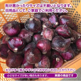 ニンニクと紫玉ねぎの収穫