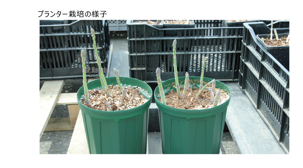 アスパラガスの育て方プランター栽培、肥料の与え方も解説 – 自然暮らし