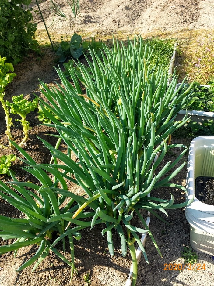 ねぎは洗うな他にもレシピやプロがやってる料理の小技のせてます▶️ @isokaka.kyoto ,意外と手間がかかる刻みネギ。切ってる途中でバラバラになるとめっちゃストレスじゃないですか？,毎日自炊する人でも、これはもう面倒だからスーパーで買ってるーというお話もよく聞きます。,ほんと、コスパがいいのは自分で切る方なんだけど と、おもいながら時短と思って買っちゃいますよね。分かる分かる。