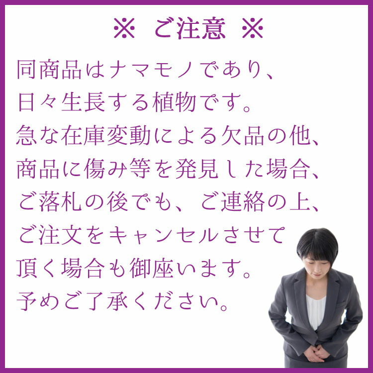 簡単美味しい！「カスタードクリーム入りアップルパイ」夫婦そろって泣き笑い２