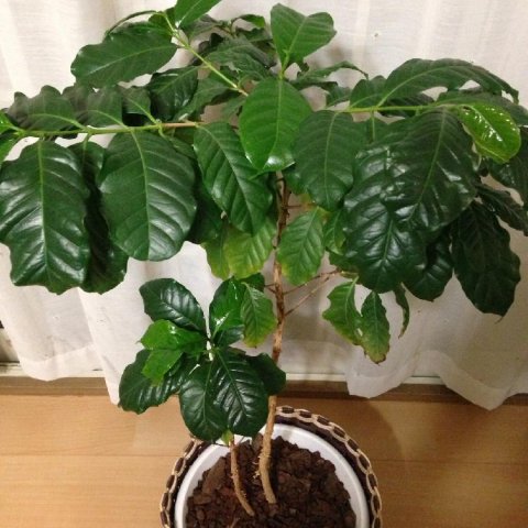 コーヒーの実を収穫して精製して焙煎して飲む1 3:: デイリーポータルZ