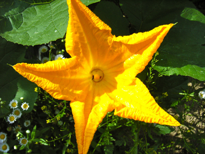 野菜と花の最適な組み合わせ - みんなで創る生活文化の雑誌