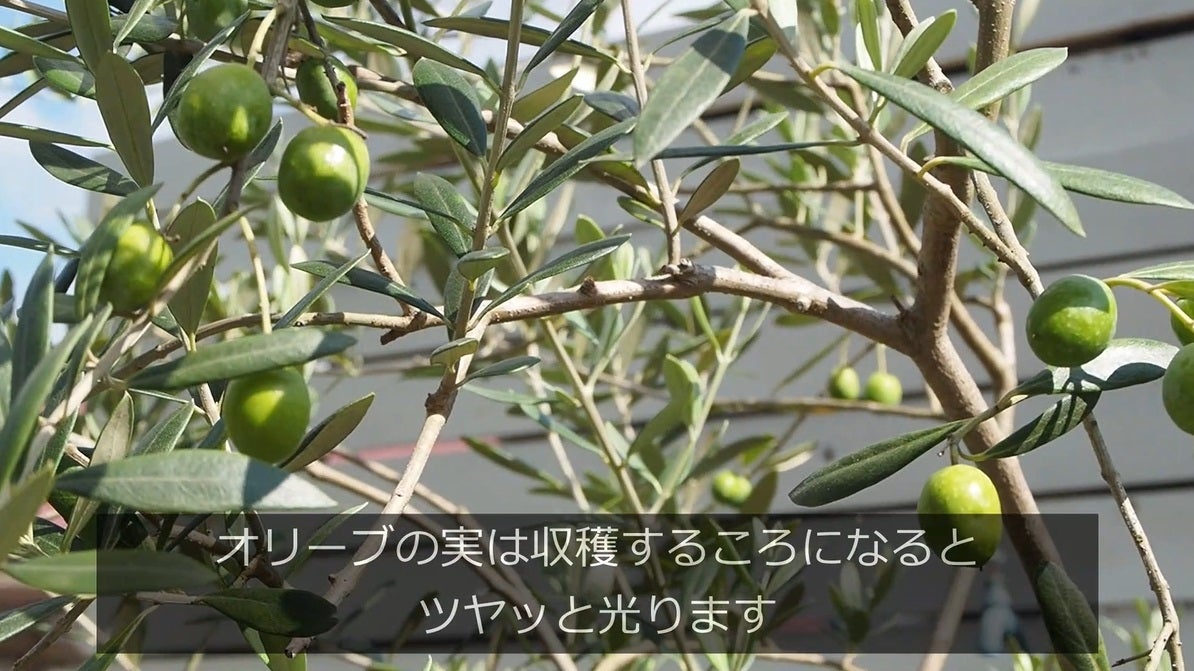 オリーブの実を収穫!育て方から簡単レシピ おすすめ6選のご紹介ひとはなノート