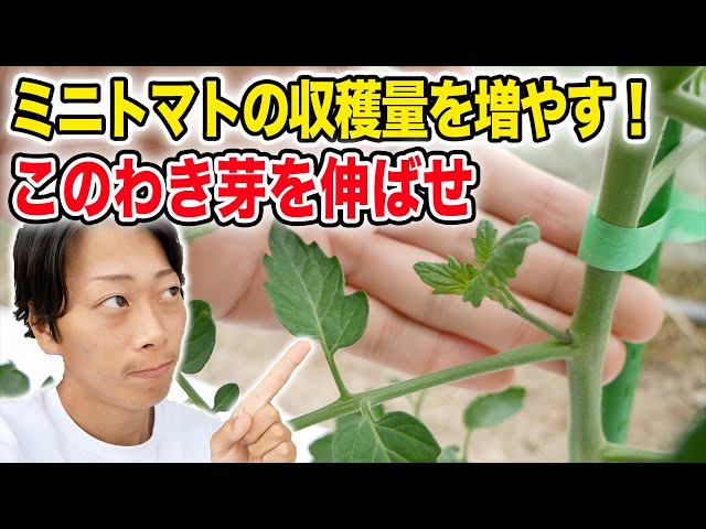 トマトの脇芽を挿し木にする方法1本の苗から次々つくれる脇芽植えカジトラ