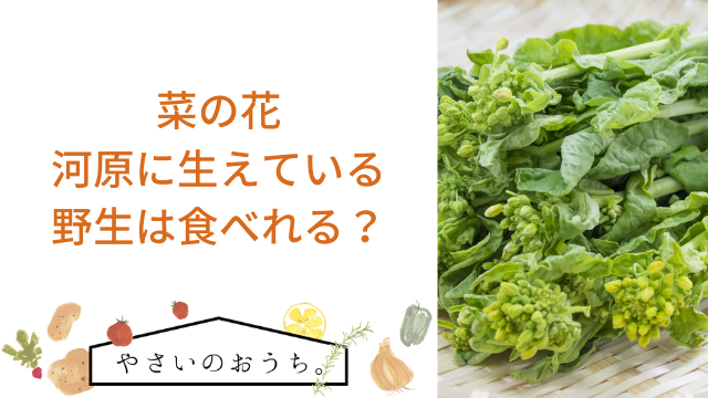 河原の菜の花の摘み方と苦味を抜いて美味しく食べる方法 - オトコ中村の楽しい毎日