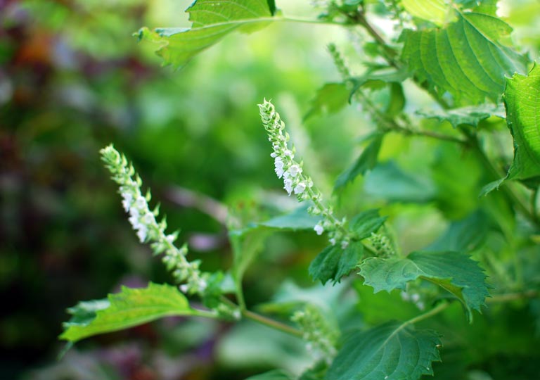 しその実の収穫時期・穂の取り方・あく抜きの方法や簡単レシピしまんトロッコガイド☆地元のおばちゃんブログ