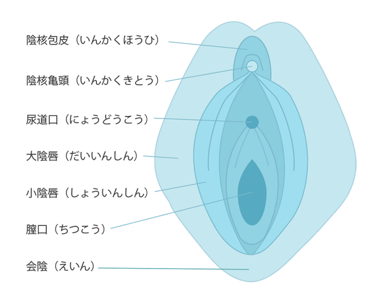 図入りで分かりやすく説明。女性器の名称と役割