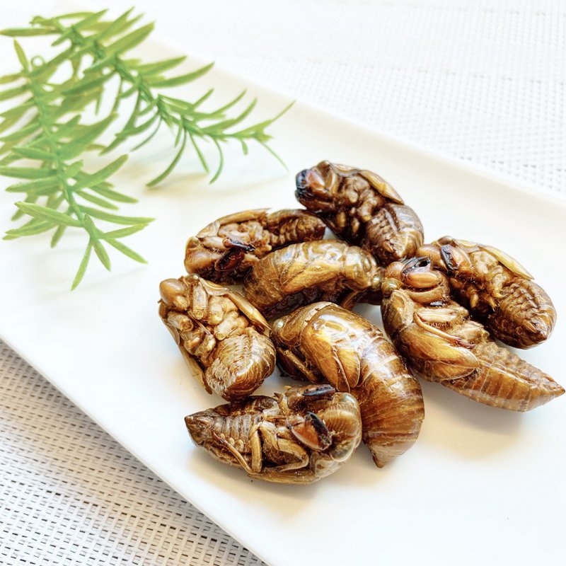 セミの成虫はどんな餌を食べるの？セミの知恵袋