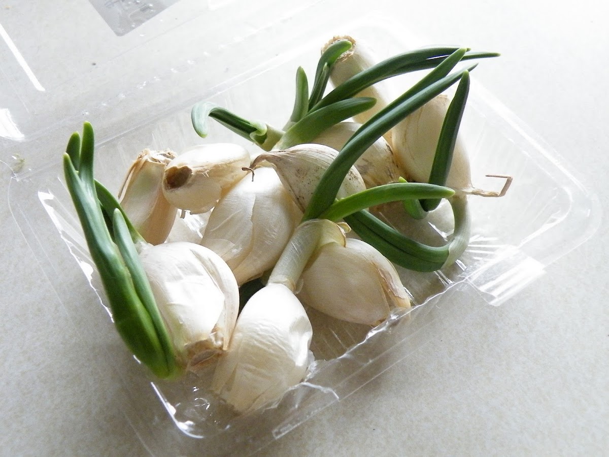にんにくから伸びた芽は食べられる？意外なメリットや取り方も解説！食・料理オリーブオイルをひとまわし