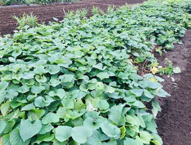 ベニイモ 紅芋
