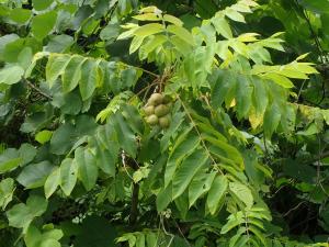 オニグルミ その２樹まぐれ日記