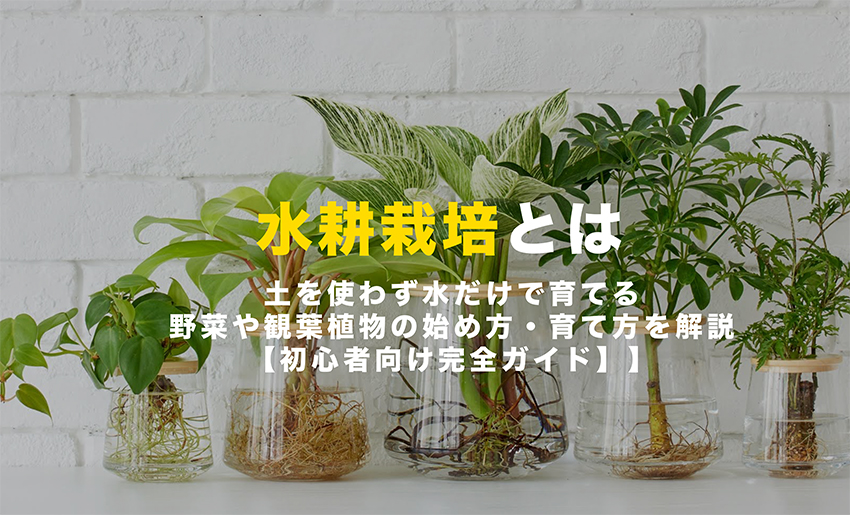 小ネギの水栽培•ハイドロボール•ハイドロカルチャー•水耕栽培•再生栽培室内ガーデニング