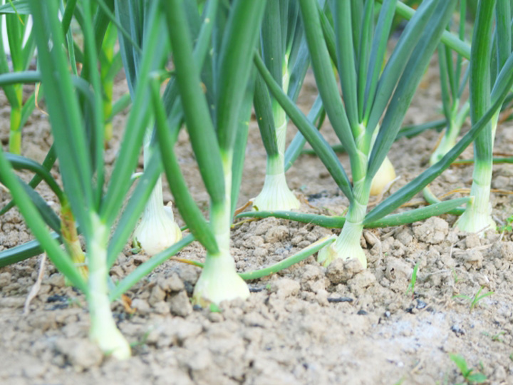 熟成黒玉ねぎ＆黒にんにく、発酵ショウガの作り方
