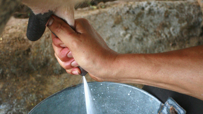 原料はミルン牧場の牛の乳だけミルン牧場