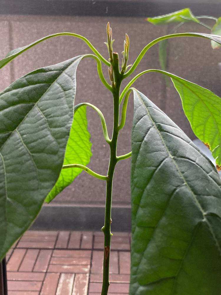 簡単 アボカド種から初めての切り方をプロ生産者が実演解説 剪定・摘芯