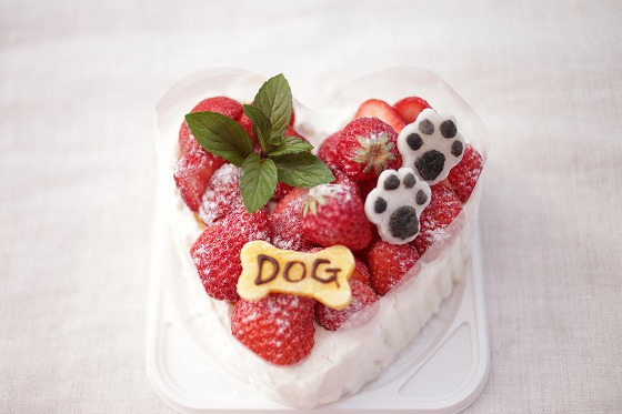 簡単！ チワプーと作る犬用おやつ『焼かない 犬用Xmasツリーケーキ』の手作りレシピ