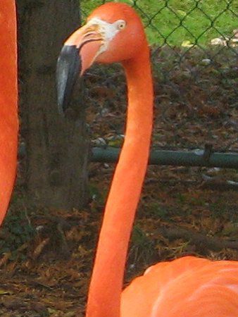 ヨーロッパフラミンゴ宮崎市フェニックス自然動物園サイト