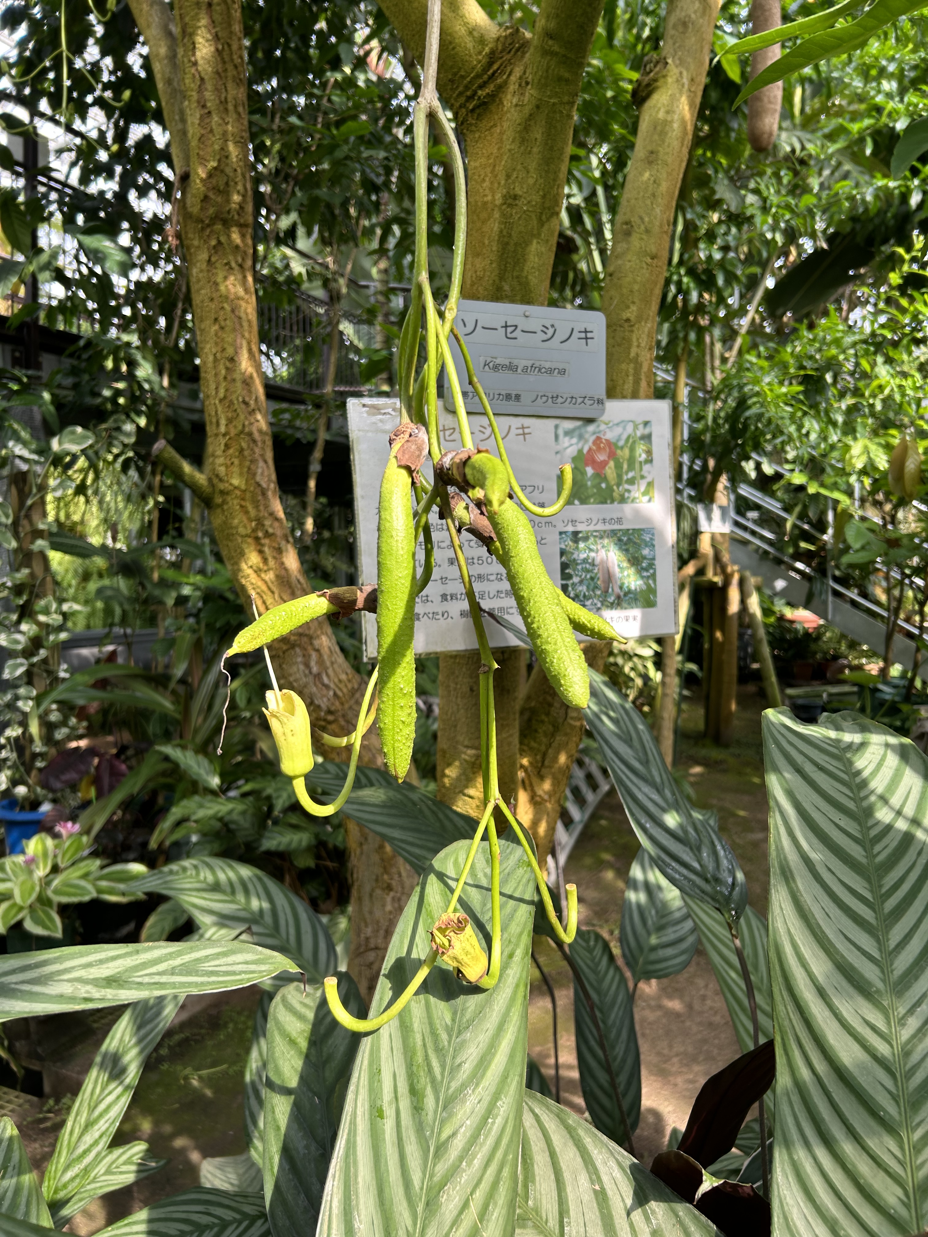 広島市植物公園 on X: 