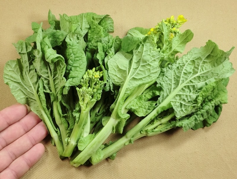 春を伝える旬野菜「菜の花」って？その正体や栄養価、美味しい食べ方を紹介！ - ノウキナビブログ農機情報をお届け中