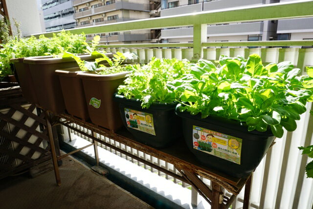 初心者向け マンションのベランダで家庭菜園を始めよう!野菜の育て方完全マニュアル有機野菜とだいじなはなしみっくすなっつアイチョイスのWEBマガジン