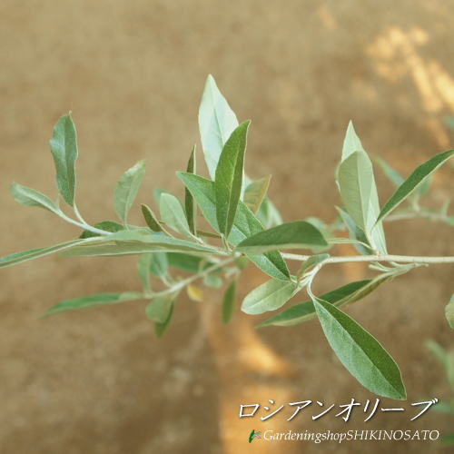 BR>ロシアンオリーブ 細葉グミ樹高：1.7m内外 2025.9月撮影 ロシアンオリーブ 柳葉グミ マルチな樹木ロシアンオリーブ根に根粒菌が共生するためやせ地や海岸沿いでも旺盛に成長します 個性的な樹形に仕立て易く剪定しながら育てる木と思っています 何と言っても