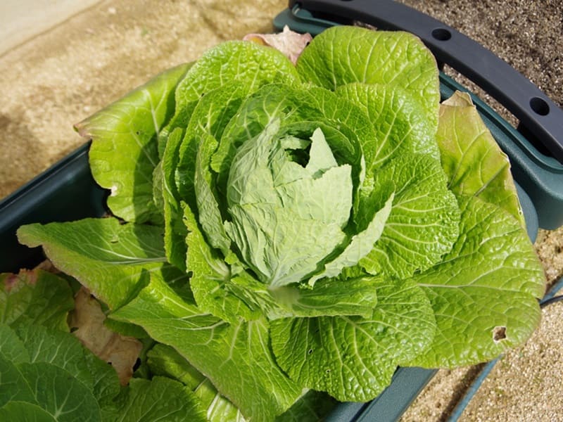種 野菜たね ハクサイ F1イマージュ白菜 1袋 3mlミニ白菜 野菜の種 国華園 : 花と緑 国華園 - 通販 - Yahoo!ショッピング