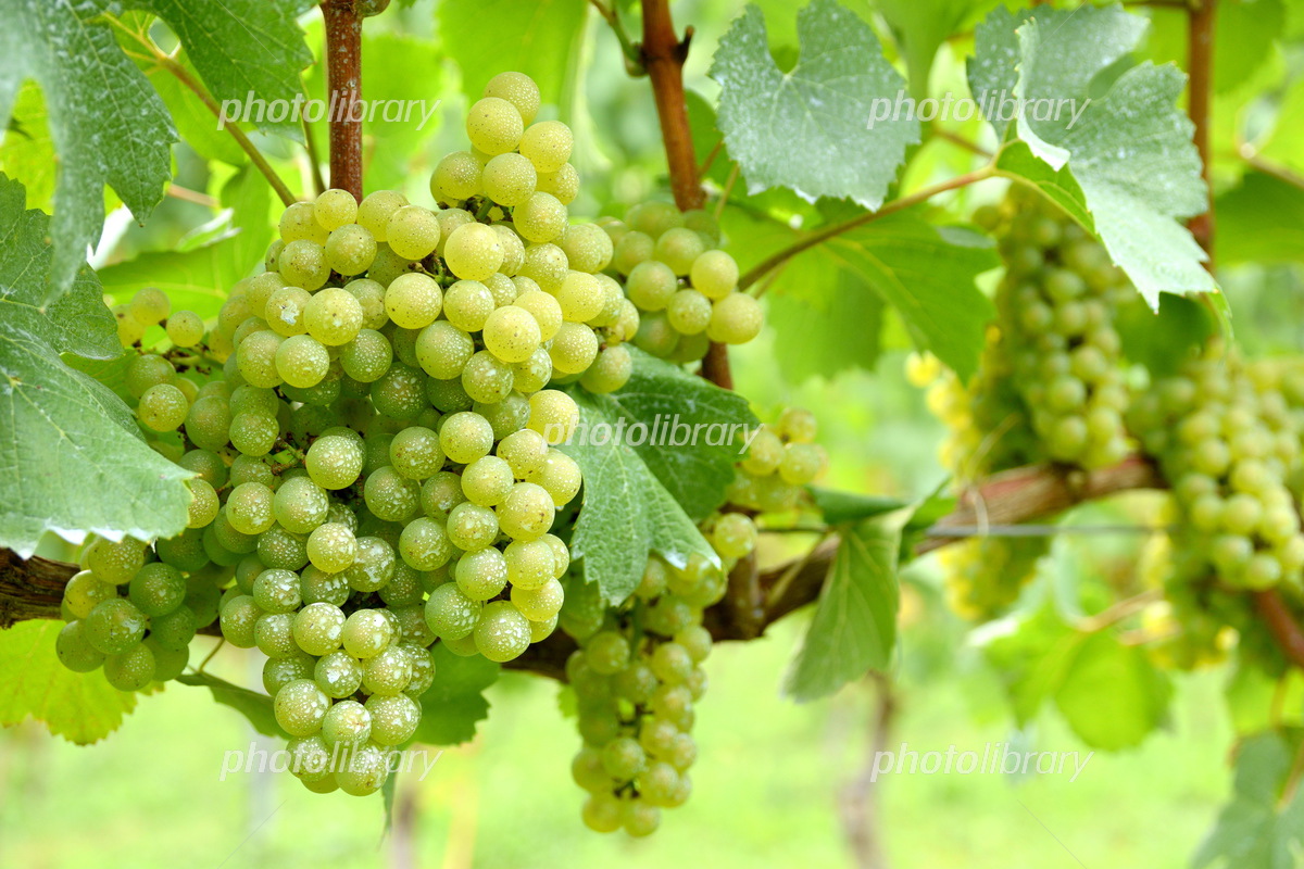 シャルドネ収穫開始都農ワイン