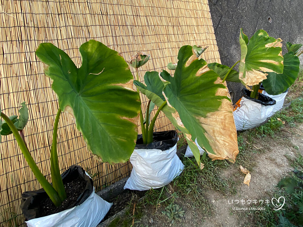 サトイモ Colocasia esculenta