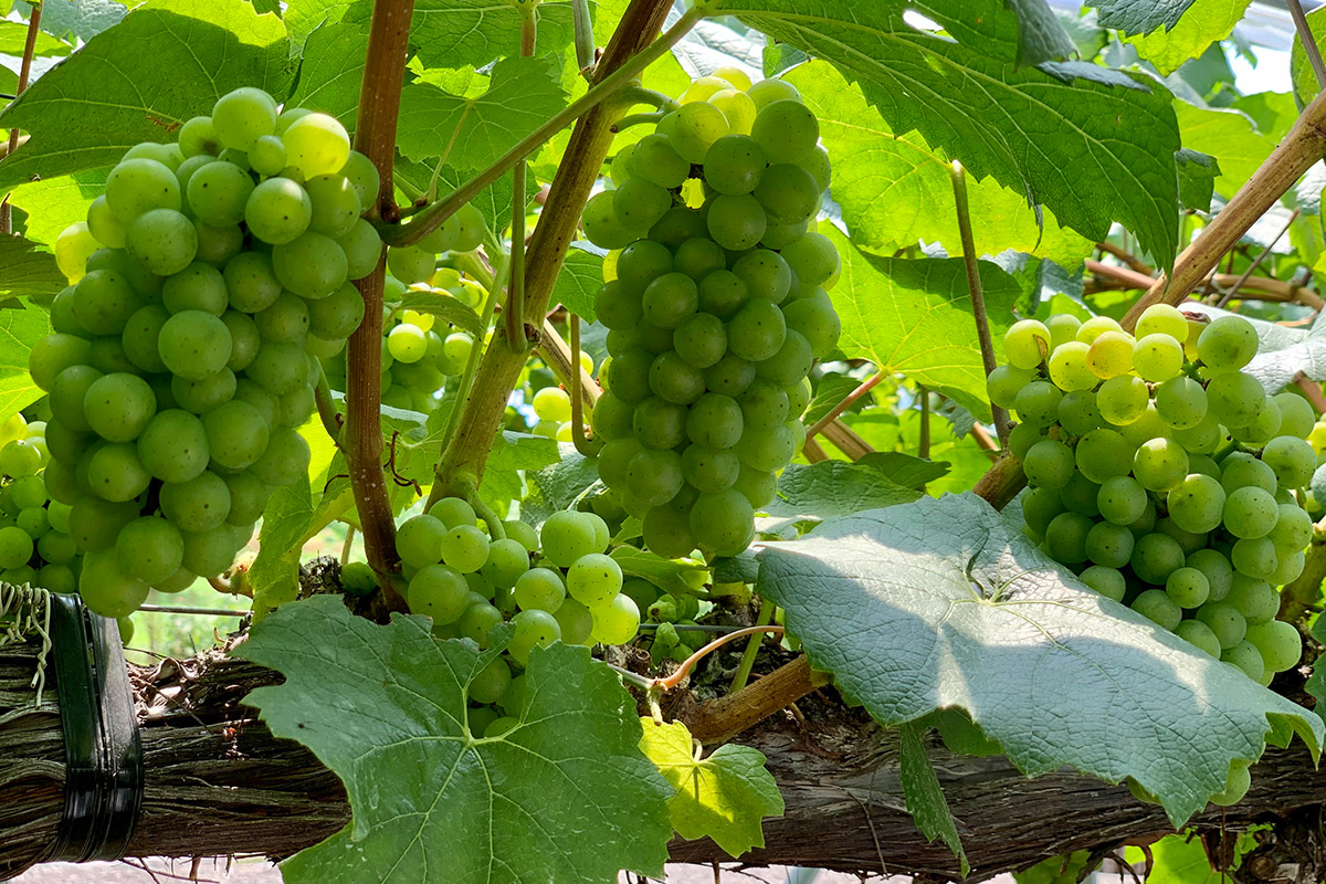 予約販売 ぶどう 苗 シャルドネ 12cmポット 白ぶどう 葡萄 ブドウ ワイン用 果樹苗 6月上旬以降発送LINEブランドカタログ