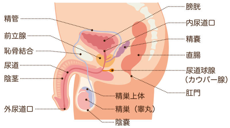 全男性の５０％、人生で１回はかかる慢性前立腺炎 お悩みは「鍼灸」で解消 中国鍼灸・健身院、朱錫龍院長に聞く -