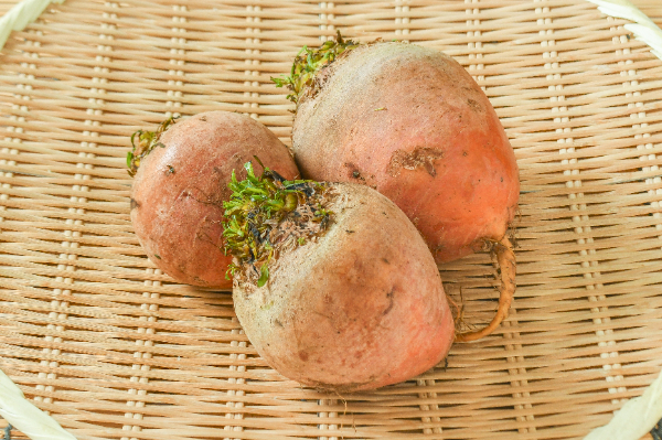 ゴールデンビーツ 11002064675 の写真・イラスト素材アマナイメージズ