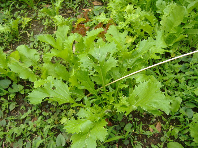 トキタ種苗 ナッパ 菜っ葉 なっぱ 灼熱サラダ菜っぱ 20ml : 種苗・園芸ショップ 種もり - 通販 - Yahoo!ショッピング