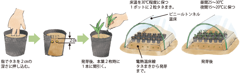 トウモロコシの種まき～植え付け - マミーの野菜ダイアリ