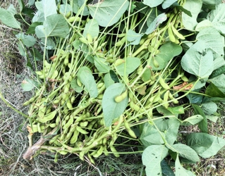 飛騨はところし枝豆 無農薬よしま農園