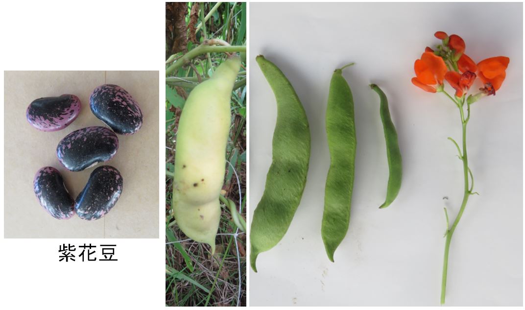 レンズ豆のダルカレー - TH69のときど記ログ
