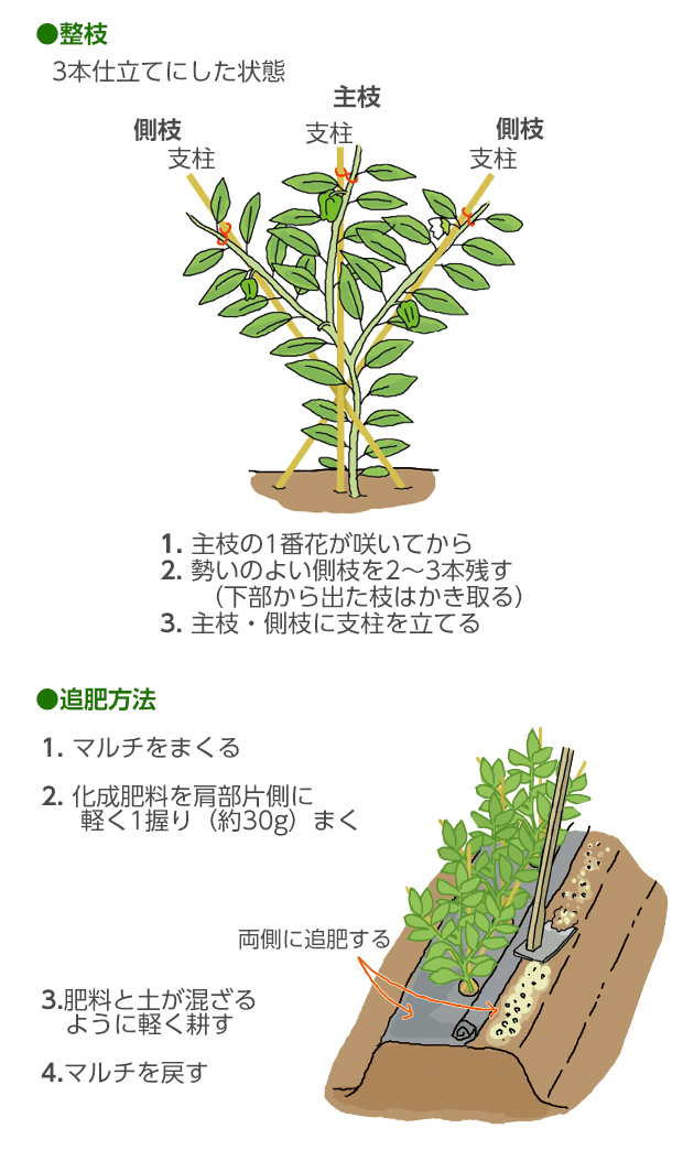 赤唐辛子「鷹の爪」を収穫しました！ - 小さな庭とベランダ菜園の楽しみ I enjoy gardening and growingvegetables