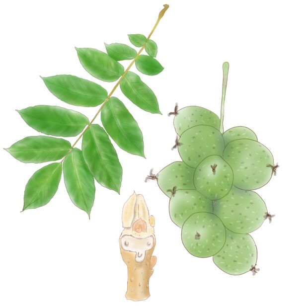 カシグルミ・オニグルミ・ヒメグルミ・サワグルミの違いは？似た種類の見分け方を解説！硬い果実はリスとネズミ専用に進化していた！？Ecological Notes Web