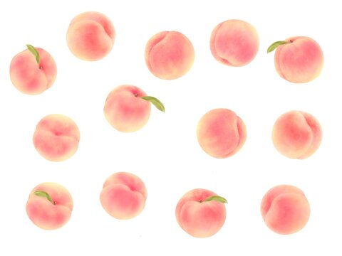 白桃 桃畑 10579000038 の写真・イラスト素材アマナイメージズ