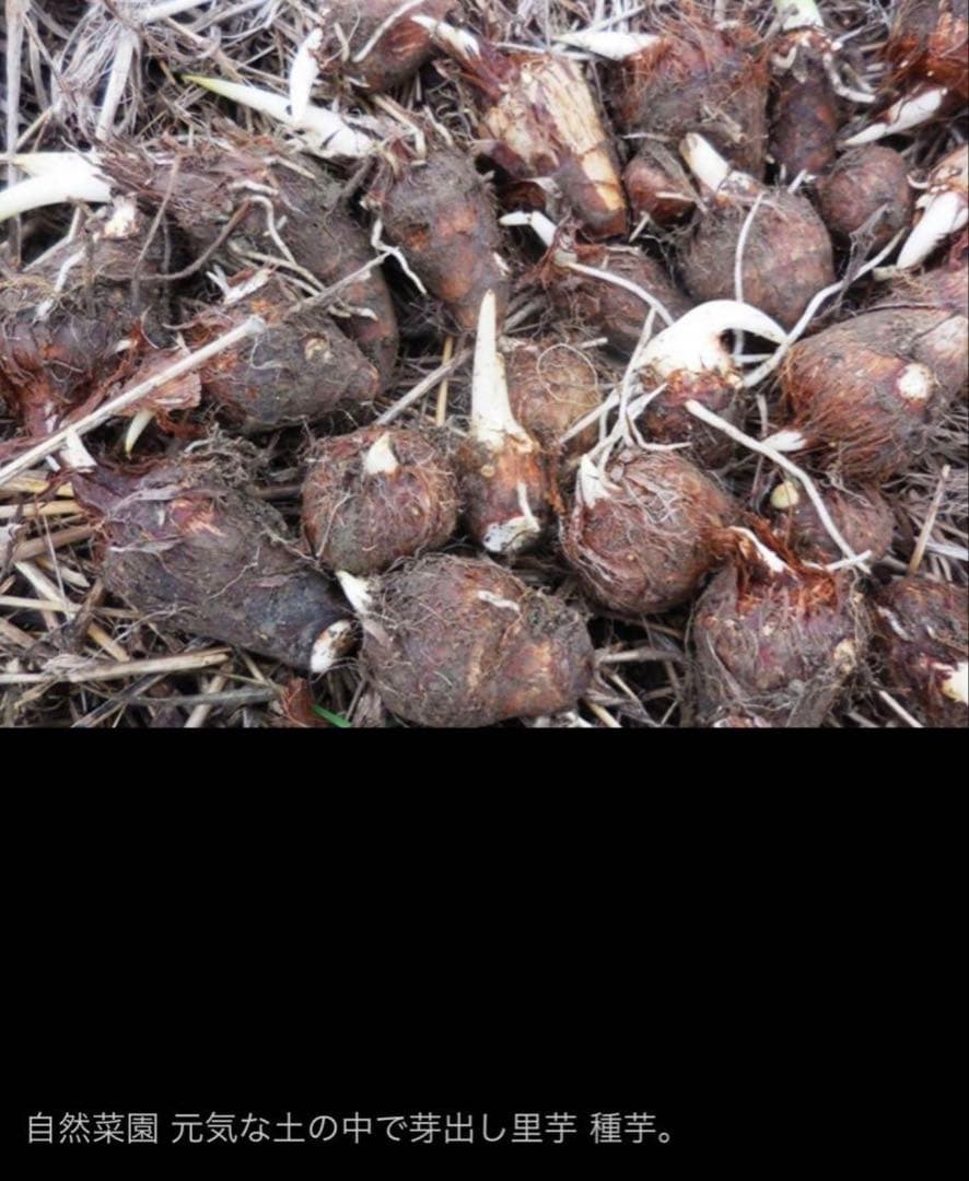里芋 芽出し種芋 7kg 1個40〜70g