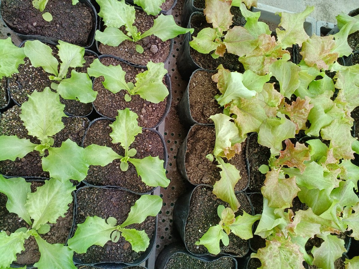 クチコミ : 花のまつうら - 夕張郡由仁町川端 小売店Yahoo!マップ