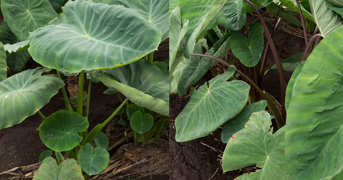 ノスタルジックな雰囲気を誘う里芋の葉の無料の写真素材 - ID.42066フリー素材 ぱくたそ